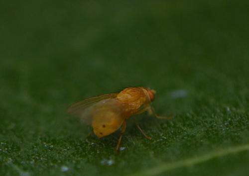 Lauxaniinae